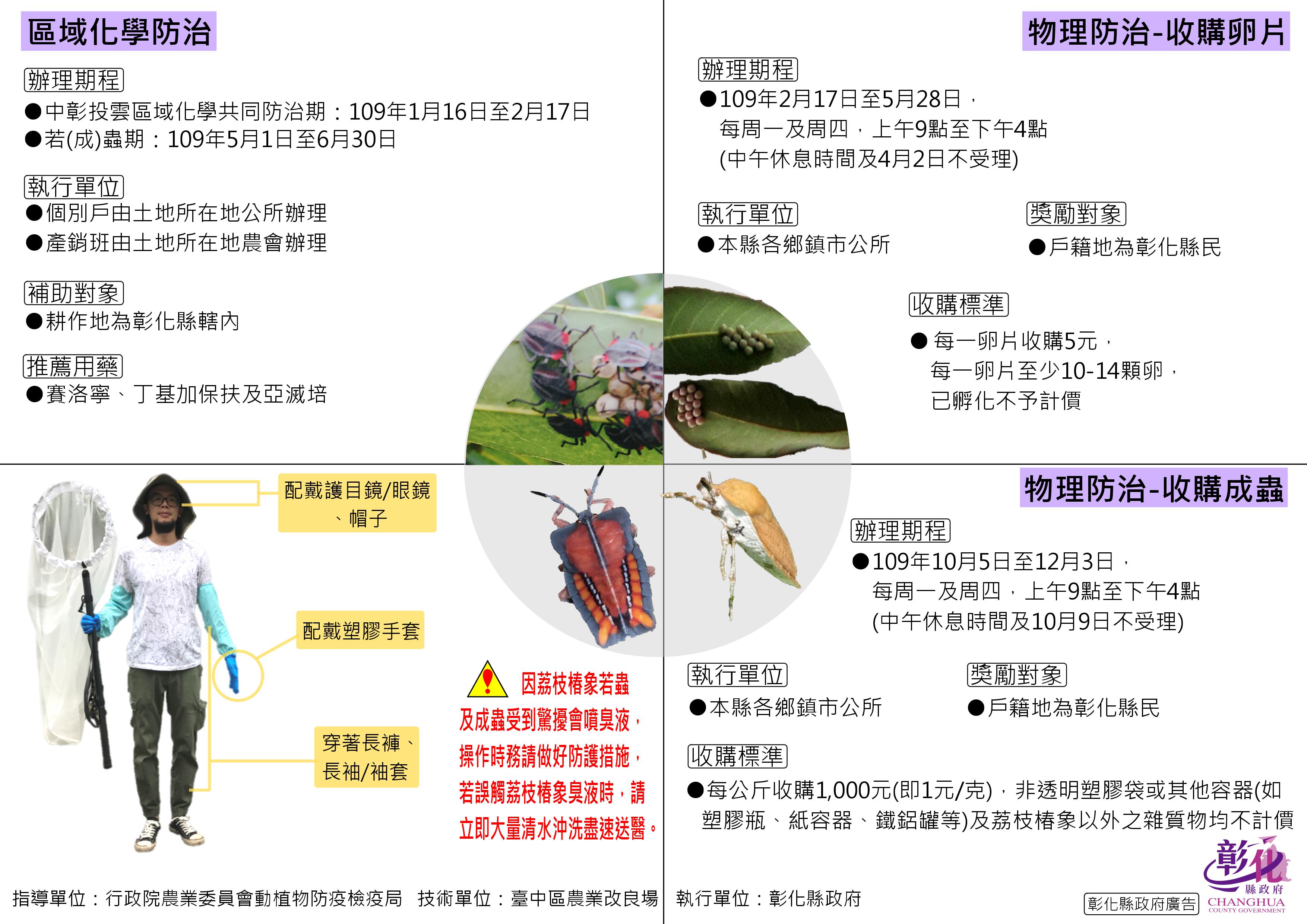 荔枝椿象蠢蠢欲動