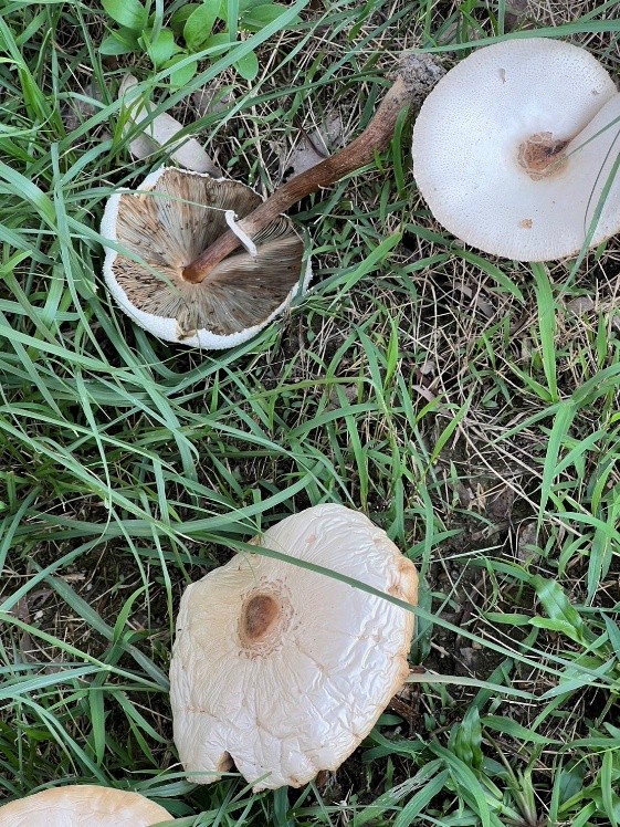 小心食物中毒，路邊野菇不採不食-圖片1