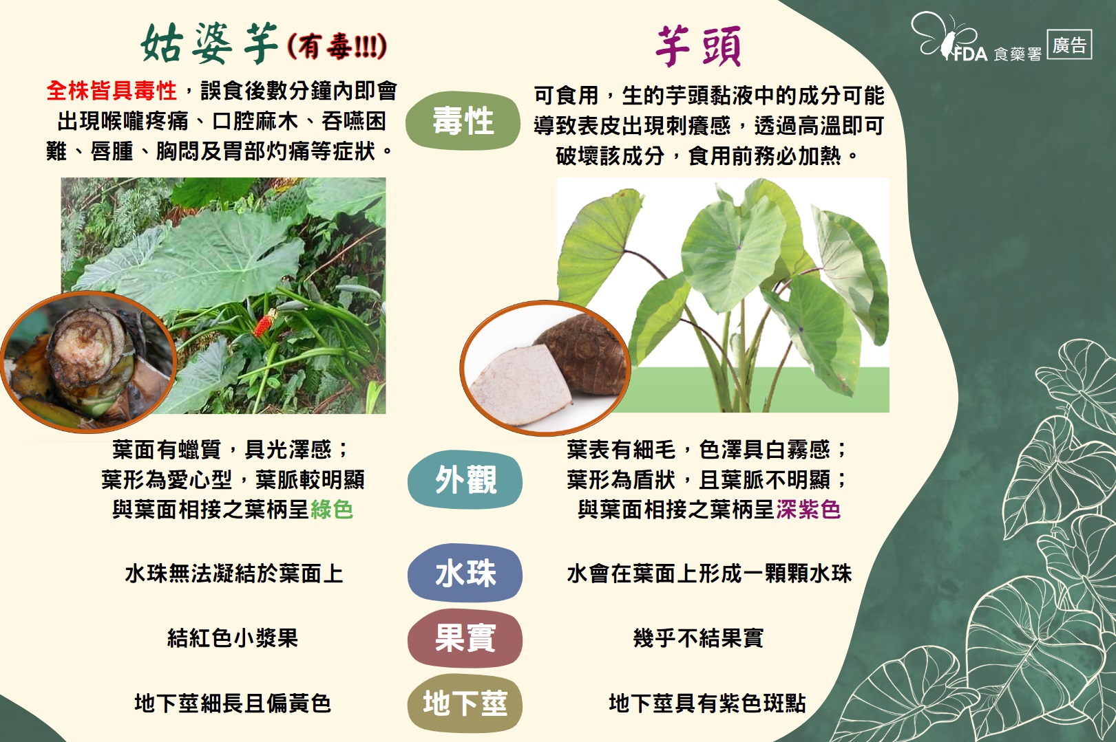 小心姑婆芋!不採食不使用
