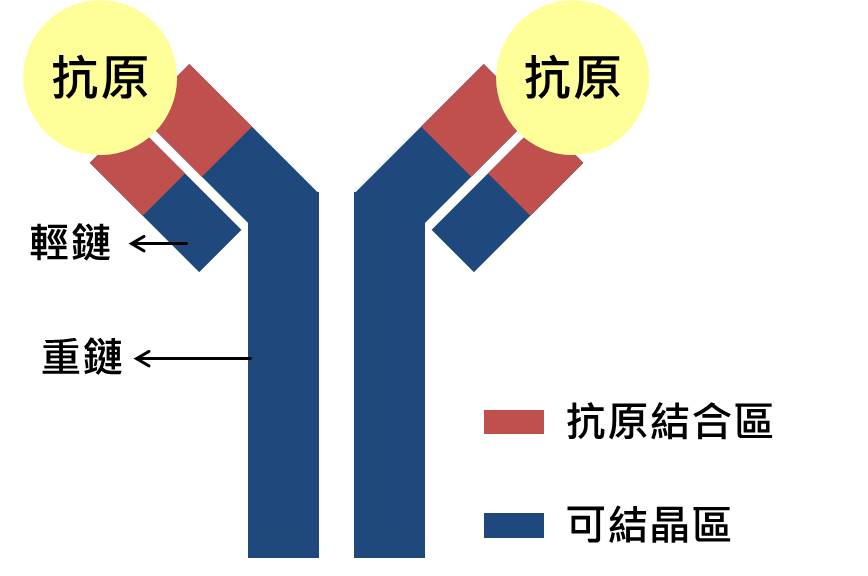 抗體的介紹