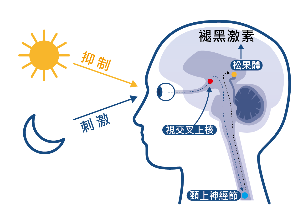 褪黑激素治失眠？醫師：臨床證據不足！