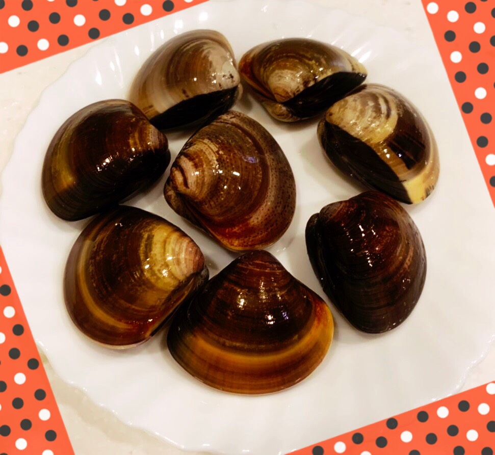 貝類照片