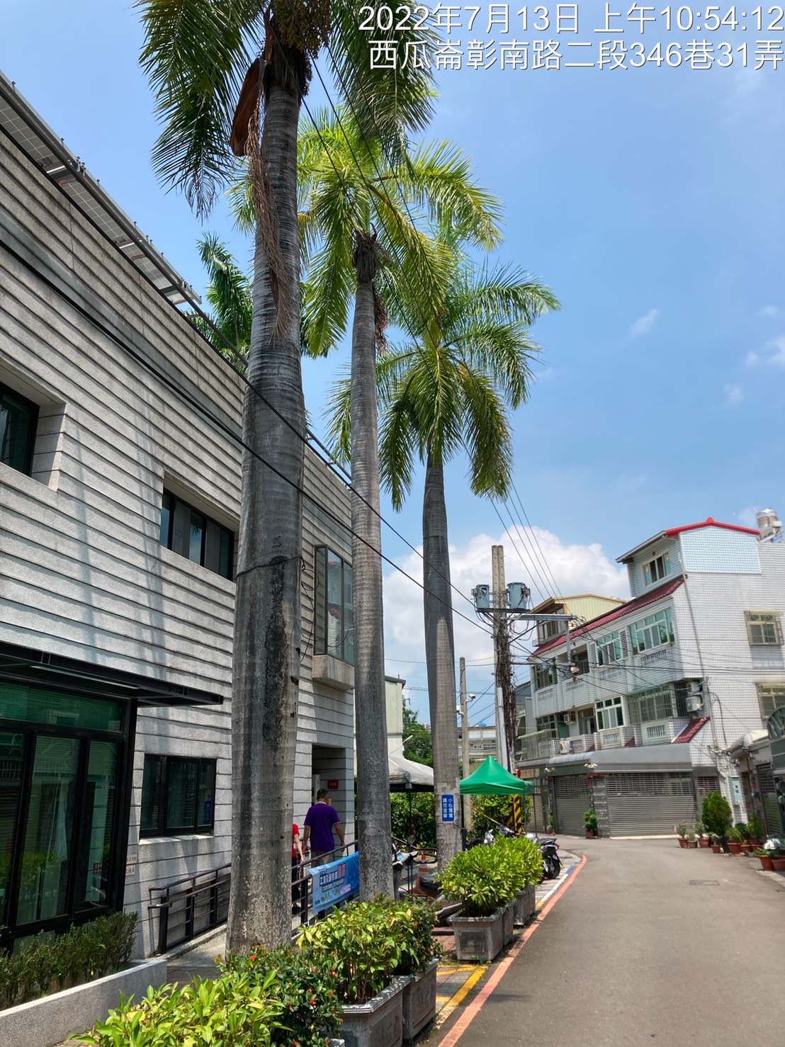 彰化市東區大王椰子樹