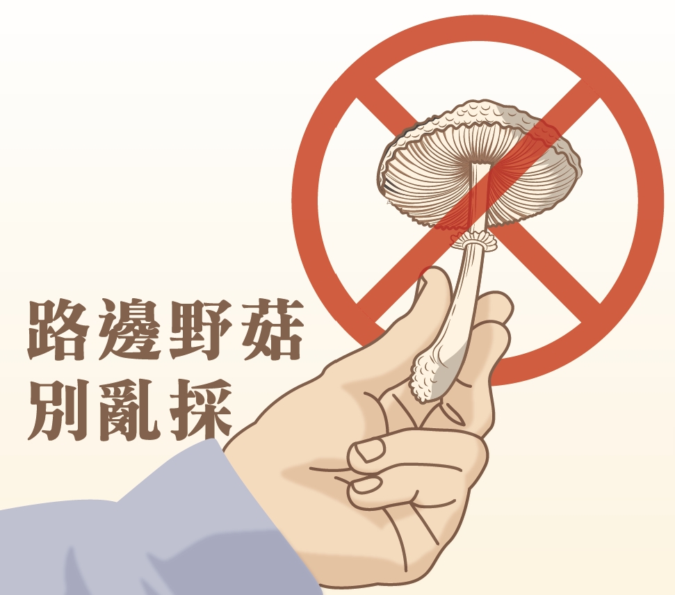 長得低調卻很有事?認識臺灣常見有毒菇類!-圖片1