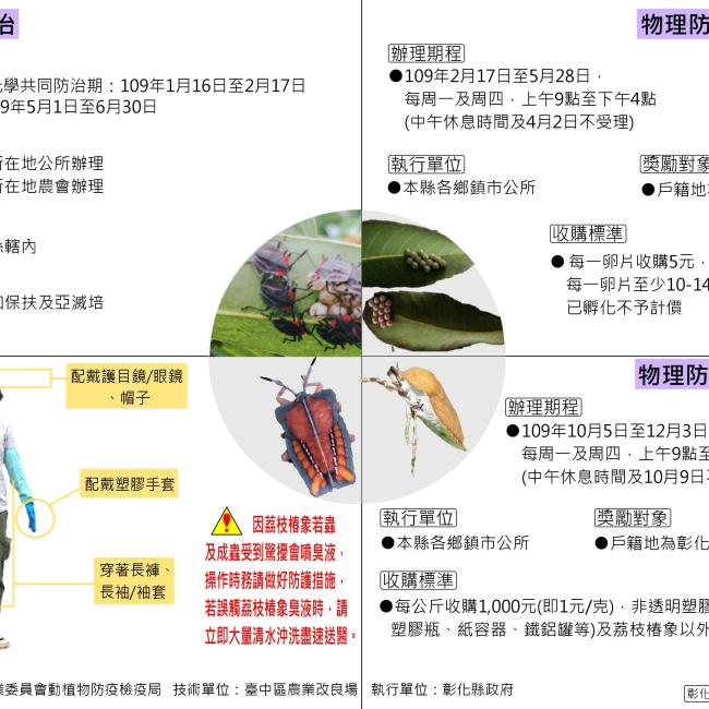 荔枝椿象蠢蠢欲動