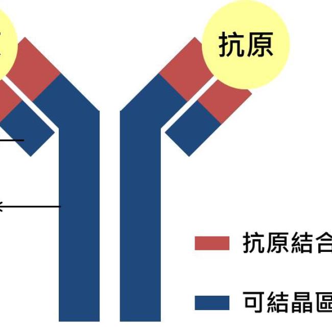 抗體的介紹