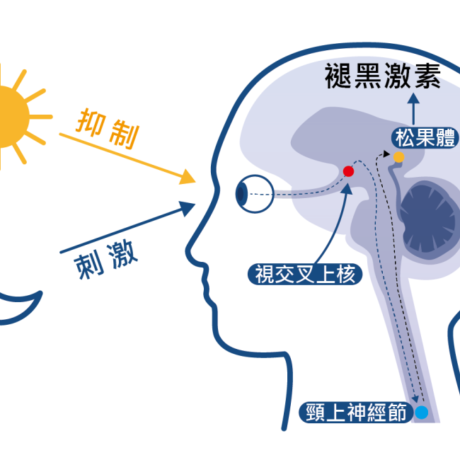 褪黑激素治失眠?醫師:臨床證據不足!