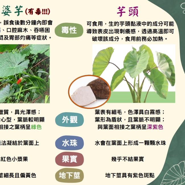 小心姑婆芋!不採食不使用