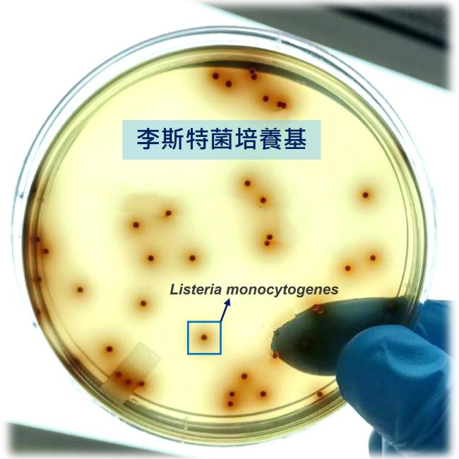 不怕冷的李斯特菌 不怕冷的李斯特菌