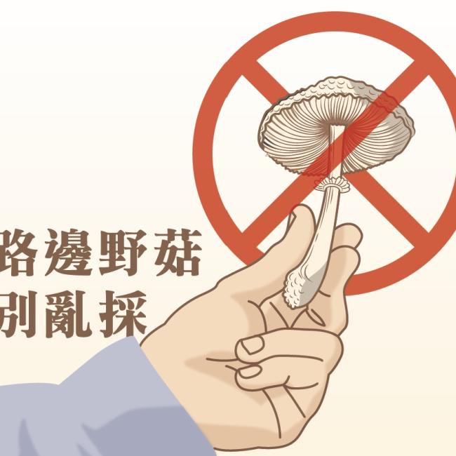 長得低調卻很有事?認識臺灣常見有毒菇類!