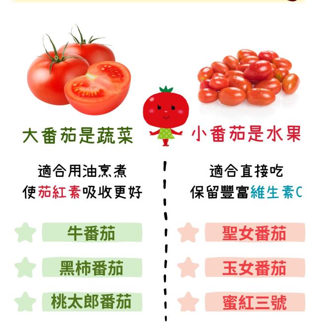 番茄是蔬菜還是水果? 這是一張介紹番茄的衛教海報