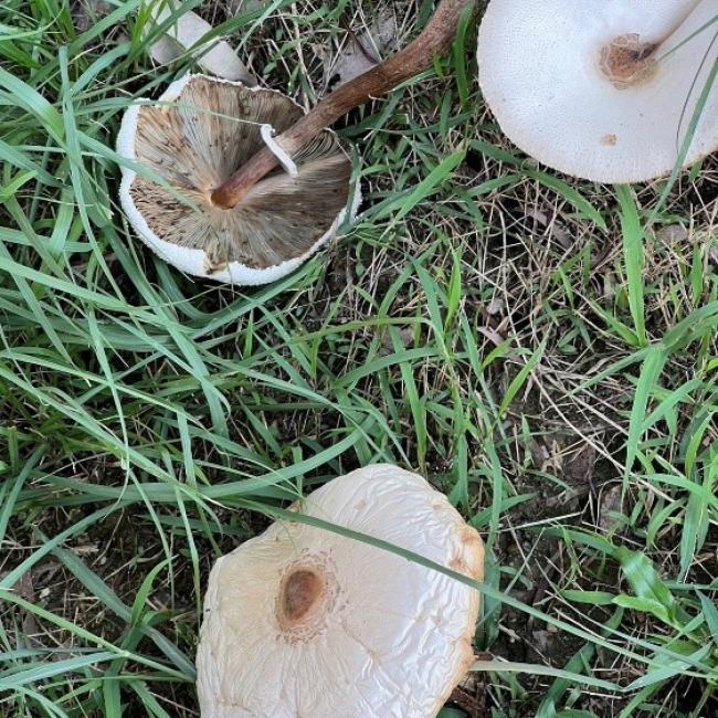 小心食物中毒，路邊野菇不採不食